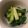 Namayawa's cooksnap of when they made 葉ネギのぬた.