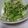 のりたぬーる's cooksnap of when they made 簡単★豆苗とえのきの梅肉和え.