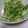 のりたぬーる's cooksnap of when they made 簡単★豆苗とえのきの梅肉和え.