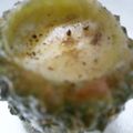 ぴぴぷぷぷ's cooksnap of when they made ゴーヤの落とし卵焼き〜チーズ風味〜.