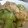 ソネチコ's cooksnap of when they made きゅうり農家の☆きゅうりと豚肉の生姜炒め.