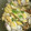 Saaa07's cooksnap of when they made 今が旬★アサリの酒蒸し.