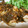ぽんぽん堂's cooksnap of when they made 簡単ポークソテー★和風からしソース.
