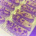 lick182182's cooksnap of when they made チョコたっぷり♡ビスコッティ.