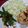 shinchu's cooksnap of when they made いんげんのおかか炒め.