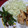 shinchu's cooksnap of when they made いんげんのおかか炒め.