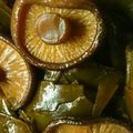 の乃のノ's cooksnap of when they made 椎茸と昆布の佃煮.