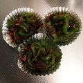 miku✻'s cooksnap of when they made お弁当に☆ピーマンのおかか炒め.