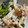 クックSCH8DV☆'s cooksnap of when they made ほうれん草としめじのツナサラダ.