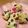 かよりん＊'s cooksnap of when they made サクサク☆ クランベリースコーン.