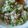 ーーグレーテル's cooksnap of when they made 塩昆布で枝豆の炊き込みごはん♪.