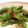 クックVKFAX2☆'s cooksnap of when they made 「シシトウの“おかか醤油”焼き」.