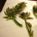 nao-mi's cooksnap of when they made 山菜をカラリとキレイに揚げる方法.