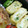 もぐら～ぬ's cooksnap of when they made お弁当に！お好み焼き風卵焼き.