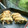 ぐりんぶー♪'s cooksnap of when they made ひじきの卵焼き♪ひじきの煮物のリメイク.