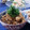 ｸﾏﾘｴ's cooksnap of when they made 豚としょうがとトウチの炊き込みご飯.