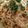 たんぴんぽん's cooksnap of when they made 冷凍うどんで、簡単焼きうどん！.