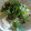 ぽけじん's cooksnap of when they made 簡単！！梅の炊き込み御飯.