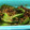 kyorotting's cooksnap of when they made 万願寺とうがらしとシラス干しのサッと炒め.