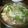 かすてら１２'s cooksnap of when they made 新潟のすき焼き風煮.