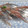 きらり流れ星's cooksnap of when they made 海鮮！秋刀魚の刺身(秋刀魚の捌き方).