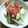 西ヶ原's cooksnap of when they made 【農家のレシピ】アボカドとトマトの冷奴.