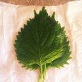 さおらんす's cooksnap of when they made 決定版！！　大葉の保存方法.