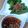 四葉のみつば's cooksnap of when they made 夏野菜と相性バツグン純正ごま油ソース.