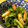 野菜のはたけ's cooksnap of when they made 白菜とかまぼこの冷やし煮浸し.