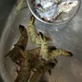 みるくクロワッサン's cooksnap of when they made 超・簡単！エビの殻むき術☆.