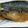 クックZ69KDS☆'s cooksnap of when they made 15分クッキング！！簡単さばの醤油煮♬.
