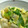 シロノワール's cooksnap of when they made さっと一品！きぬさやとお麩の玉子とじ.