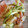 sachinchan's cooksnap of when they made ＊白菜と胡瓜の中華風サラダ＊.
