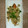 さきこけし's cooksnap of when they made 鮭のムニエル　きのこたっぷりソース.