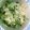 ちょこみィ's cooksnap of when they made 豆苗と大根とツナのサラダ.