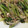 反逆のウィル's cooksnap of when they made ツナと小松菜の玉子炒め.