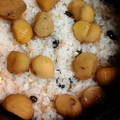 yucci8's cooksnap of when they made 秋の行楽★簡単・炊飯器！小豆・栗おこわ♪.