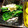 なべなべ☆★'s cooksnap of when they made ほうれん草のおひたし.