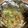 shibayuzu's cooksnap of when they made 鮭のごまみそホイル焼き.