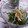 ピンクのたまご's cooksnap of when they made えのきときゅうりの梅肉和え.
