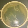 なおつん0802's cooksnap of when they made ねぎ塩わかめスープ feat. えのき茸.