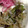 リンゴ猫's cooksnap of when they made ししとうのしらす炒め.