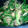 クック7A6CGO☆'s cooksnap of when they made きのことニラの中華和え.