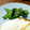 有ちん's cooksnap of when they made ピーマンのサッと炒め.