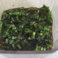 Yooboo's cooksnap of when they made シソの実.