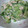 みやびうさぎ's cooksnap of when they made きゅうりとツナの♡さっぱりマヨポン和え.