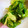 SMMN's cooksnap of when they made 簡単☆レタスの中華風お浸し.