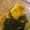 らわじふわいふららら's cooksnap of when they made ＊ルクエdeかぼちゃのごま和え＊.