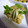 ＴＯＭＯＷＡＴ's cooksnap of when they made 島ラッキョウとさやえんどうの卵とじ.