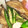 ccccccc7's cooksnap of when they made 超簡単☆舞茸を炒めるだけ☆.